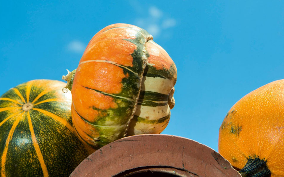 κολοκύθα-δεν-είναι-μόνο-μία-2285759