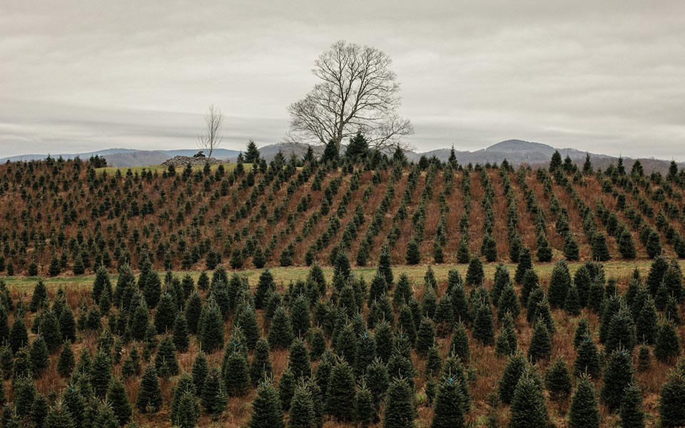 new-york-times-αλήθειες-και-ψέμματα-σχετικά-με-το-2285791