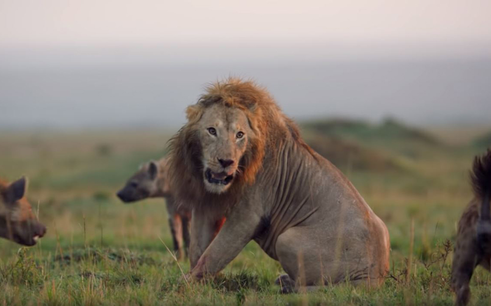 η-εντυπωσιακή-μάχη-ενός-λιονταριού-με-20-2286909