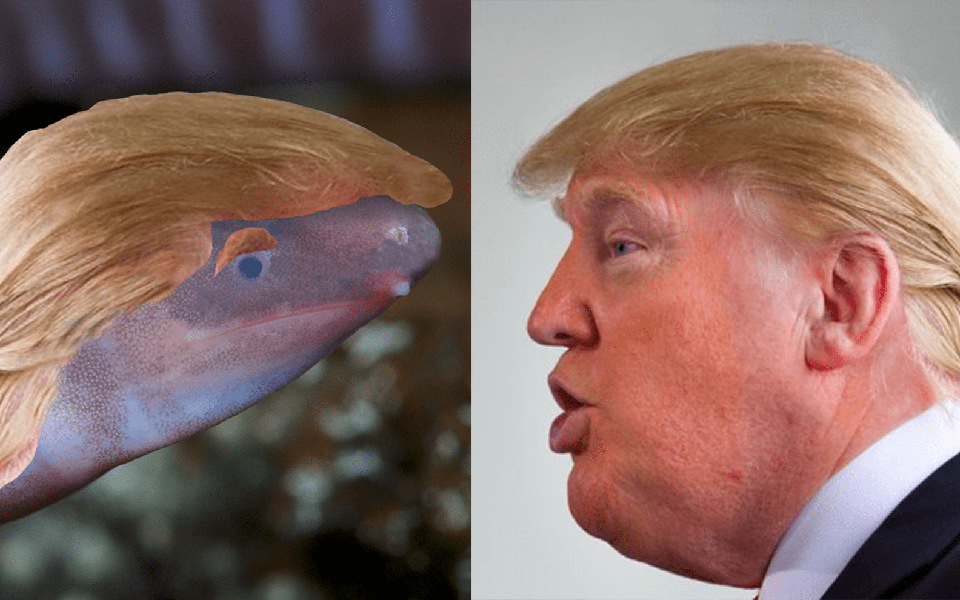 τυφλό-γυαλιστερό-αμφίβιο-χωρίς-πόδια-2289875