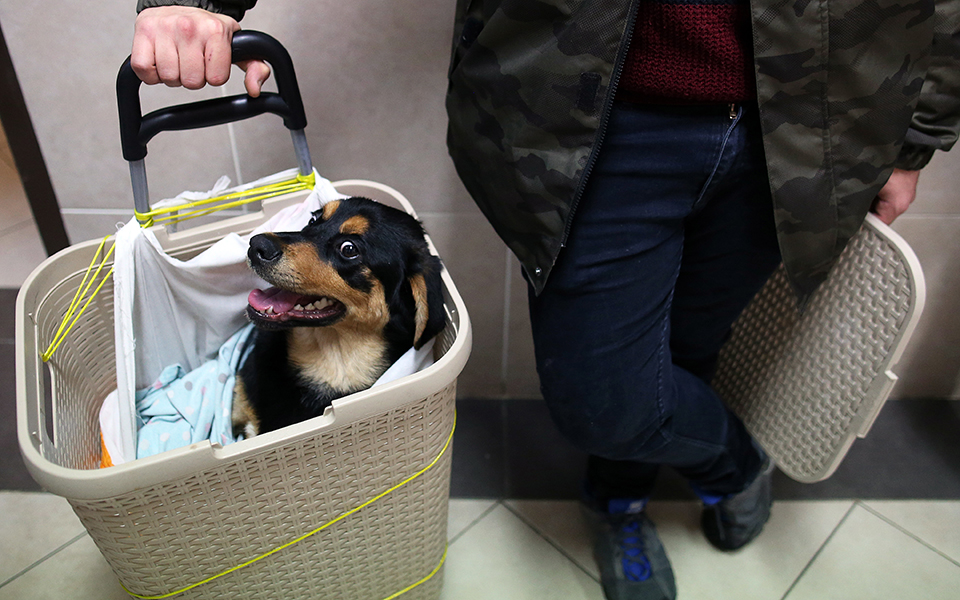 βρετανία-τέλος-στην-πώληση-κατοικιδί-2291239