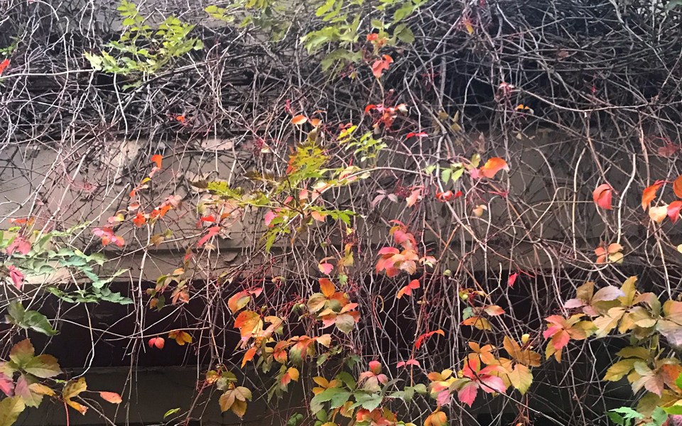 το-σπίτι-πίσω-από-τις-φυλλωσιές-στην-κα-2289104