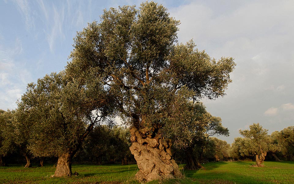 το-ελαιόλαδο-στο-γέιλ-2291286