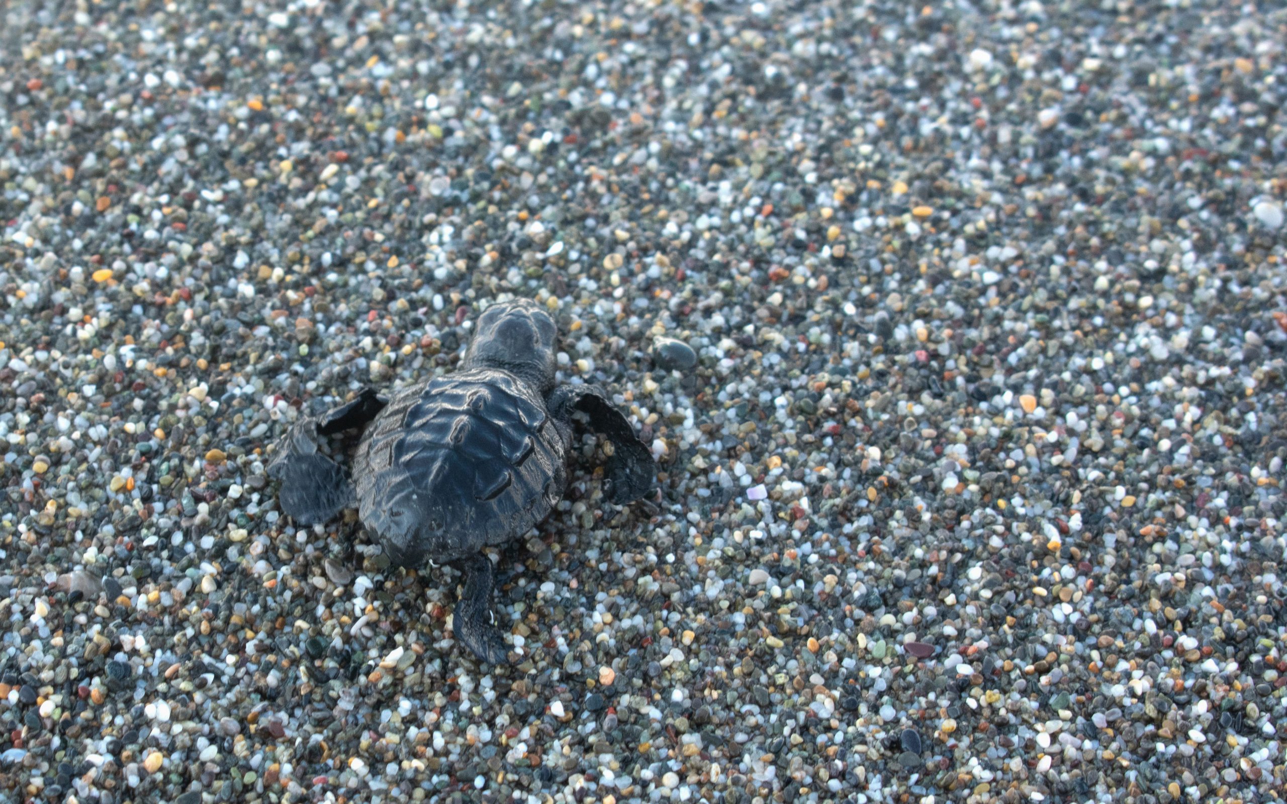 ζάκυνθος-πάνω-από-χίλιες-φωλιές-της-χε-2290535