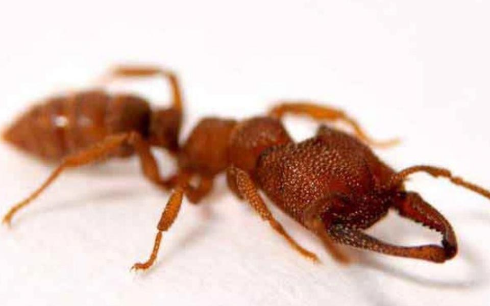 οι-δαγκάνες-του-μυρμηγκιού-δράκουλα-2288587