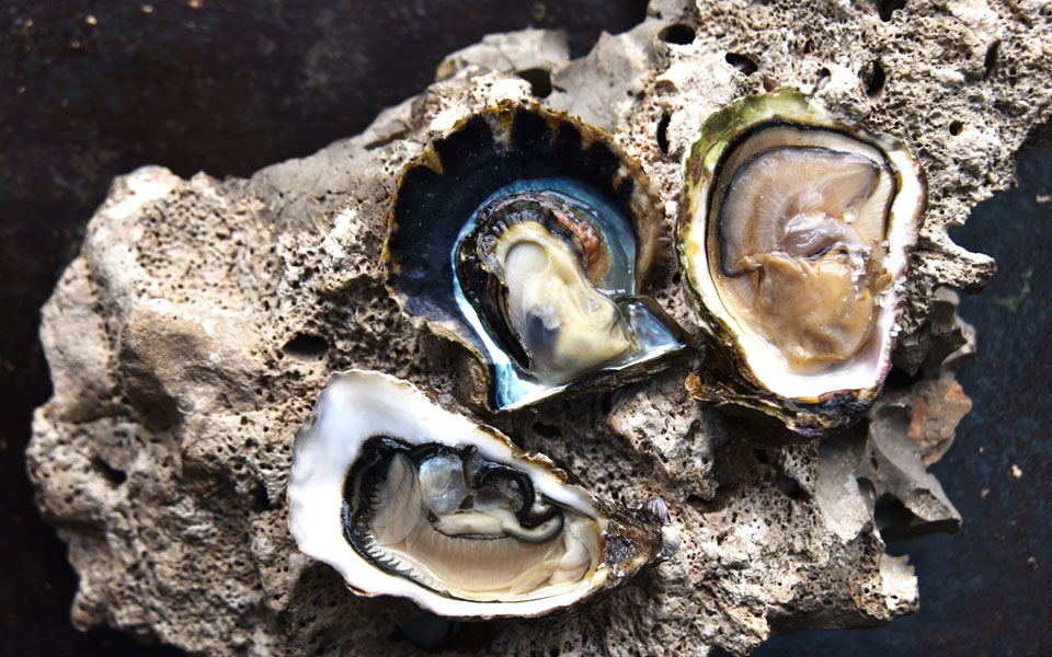 ψάριστον-ψαρομάγαζο-περιωπής-2288649