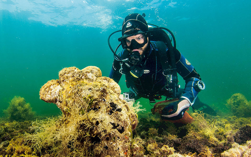 νέο-παράσιτο-αφανίζει-τις-πίννες-της-μ-2287350