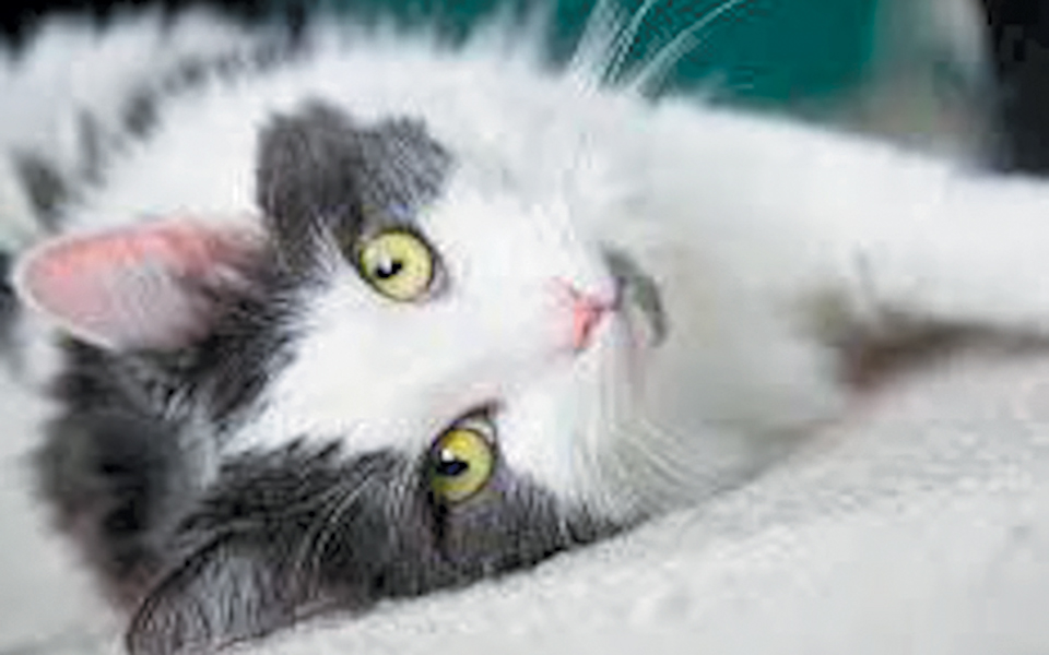 ενα-μπαζάρ-για-την-ενίσχυση-των-τετράπ-2290555