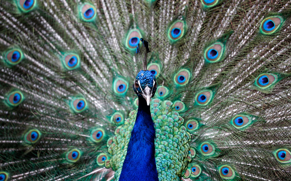 κεϊπ-τάουν-νότια-αφρική-2287194