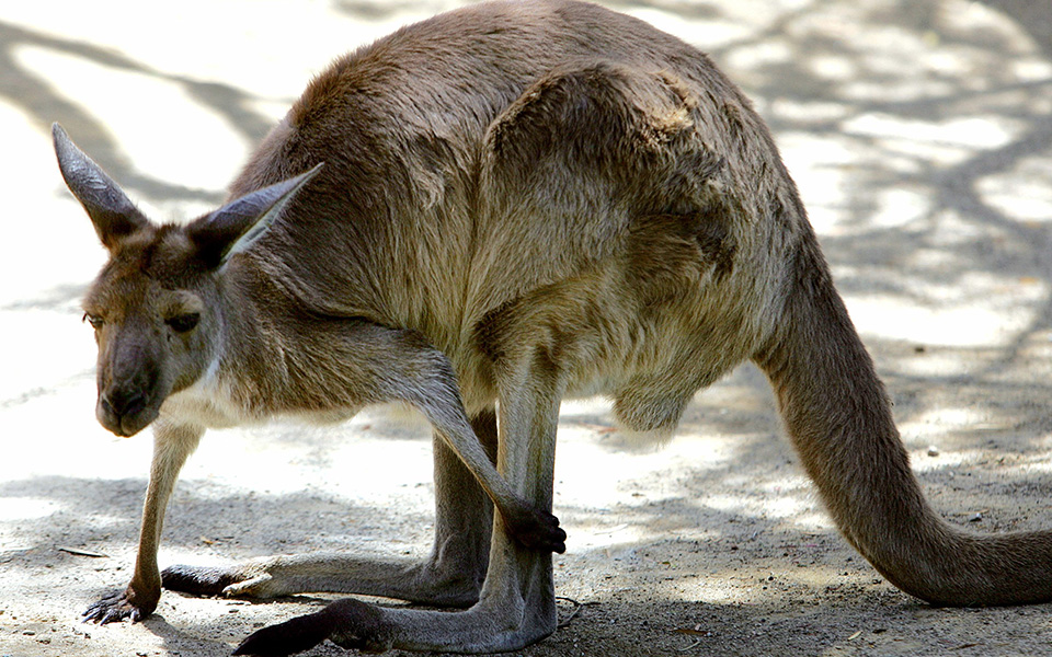 αυστραλία-πέντε-μήνες-φυλάκισης-σε-28χρ-2287944