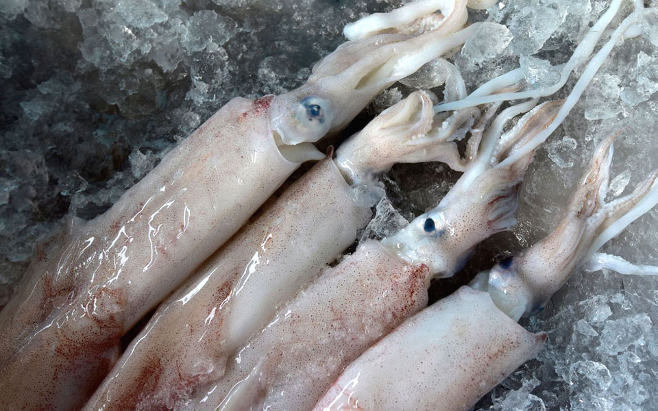 καλαμάρι-στην-εποχή-του-2286942