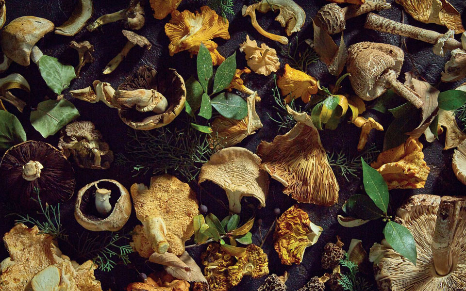 όσα-μάθαμε-για-τα-ελληνικά-άγρια-μανιτ-2289571