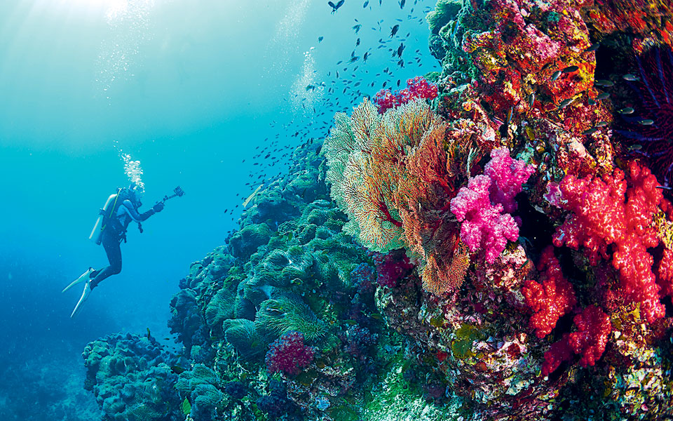 για-τη-σωτηρία-των-κοραλλιών-2287185