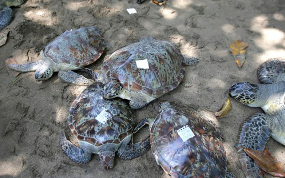 ινδονησία-διέσωσαν-δεκάδες-θαλάσσιε-2291212