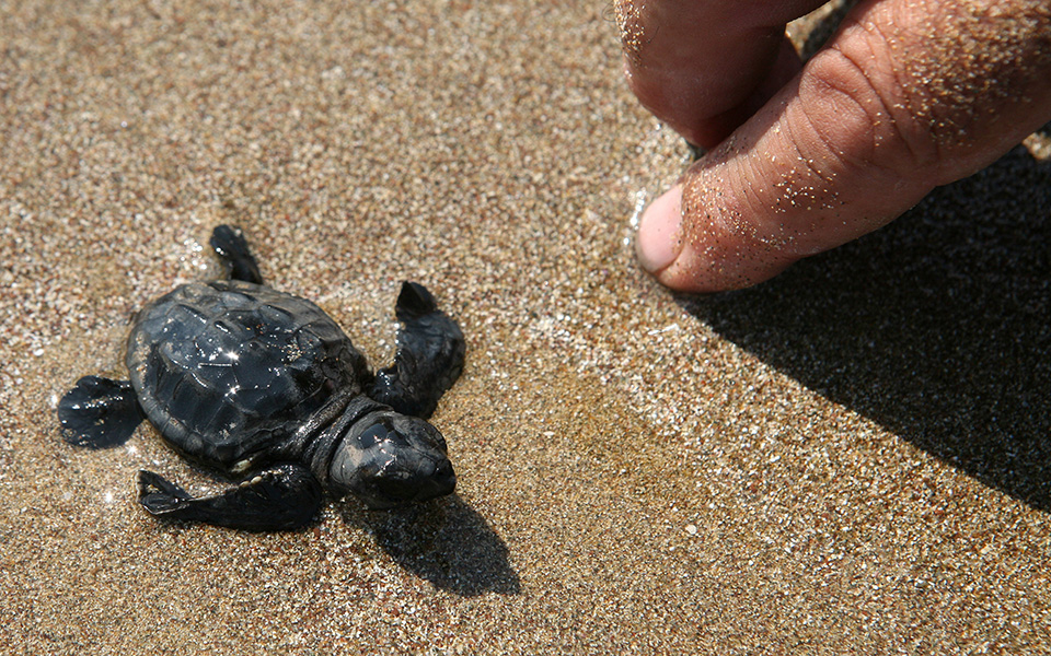 αριθμός-ρεκόρ-φέτος-για-τις-φωλιές-της-c-2289609