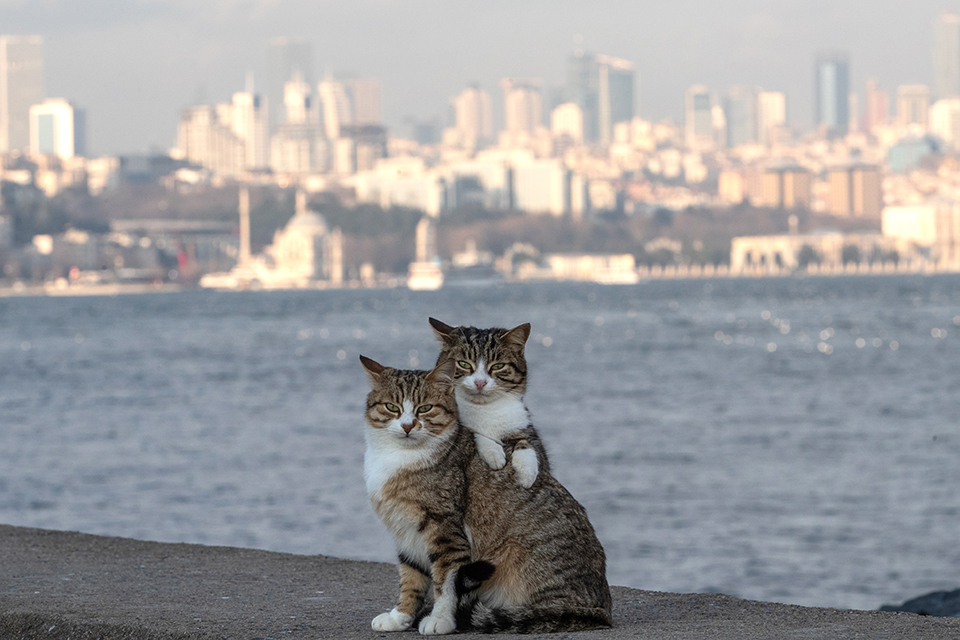 φωτογραφήματα-2293984