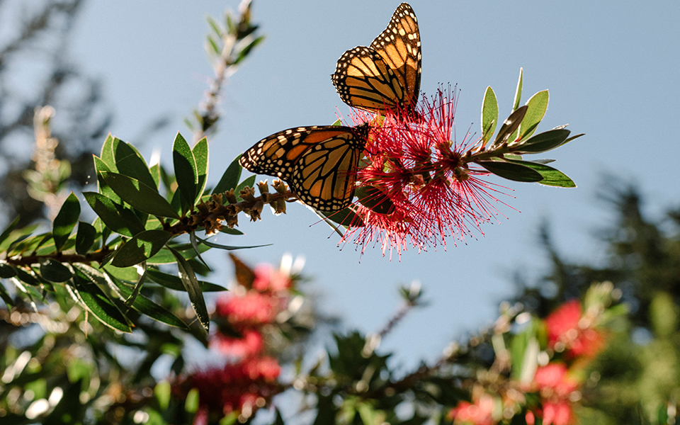 η-πεταλούδα-μονάρχης-εκθρονίζεται-2293599