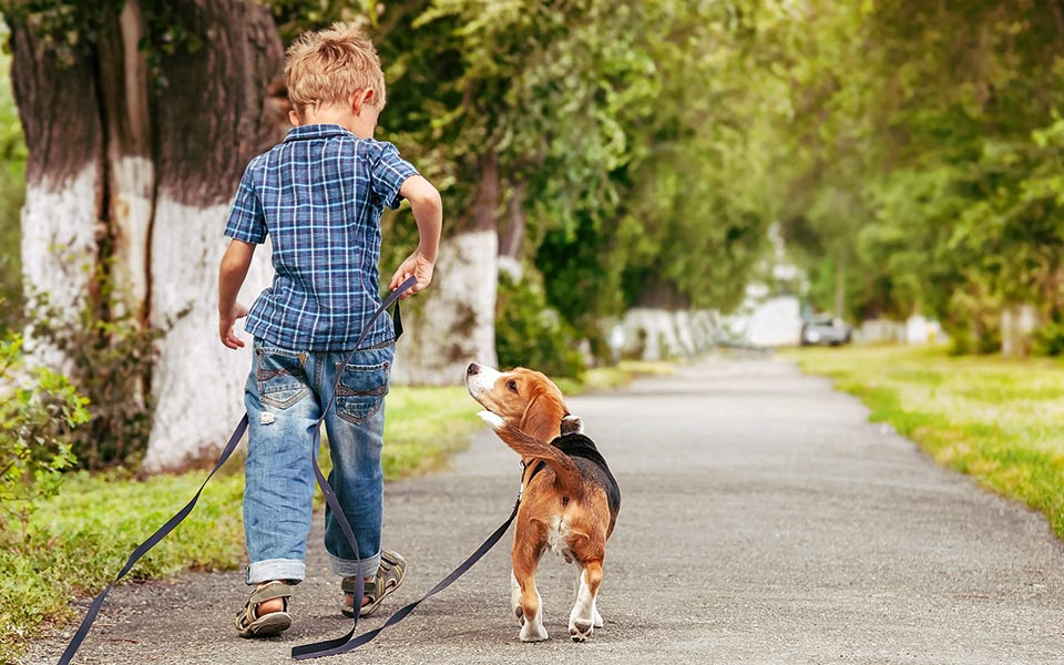 τα-σκυλιά-μαθαίνουν-τα-πάντα-2295494