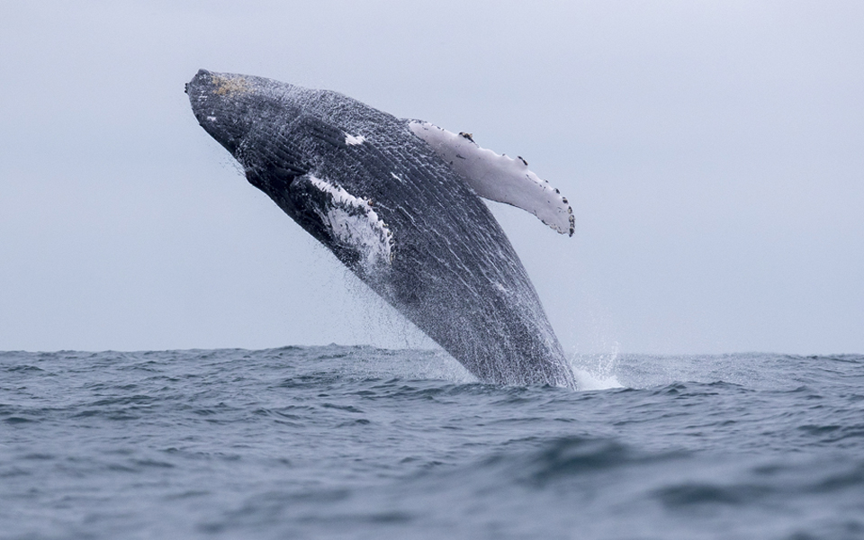 τα-τραγούδια-της-φάλαινας-2293711