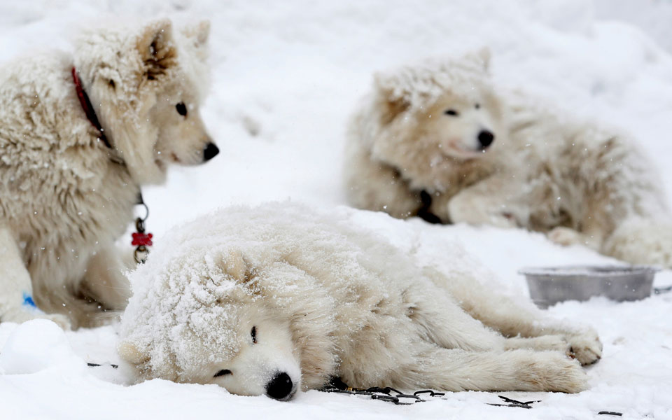 destne-v-orlickych-tσεχία-2297681