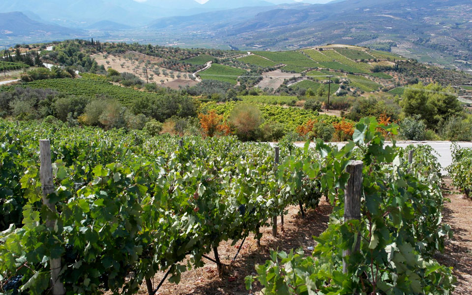 peloponnese-wine-festival-πολύτροπος-πολυστάφυλος-πελοπ-2302049