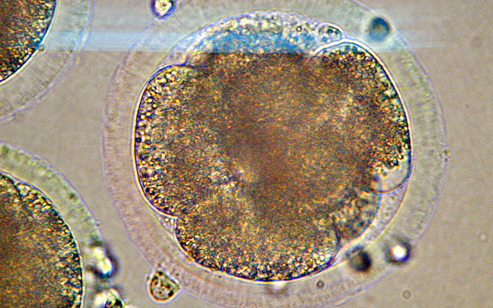 συνθετικό-γενετικό-αλφάβητο-δημιούρ-2301361