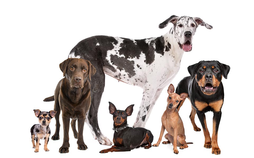 το-μεγάλο-δίλημμα-2297707