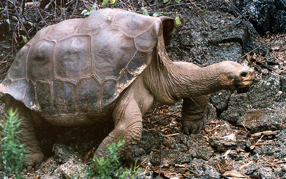η-χελώνα-γίγαντας-των-νησιών-γκαλαπ-2301196