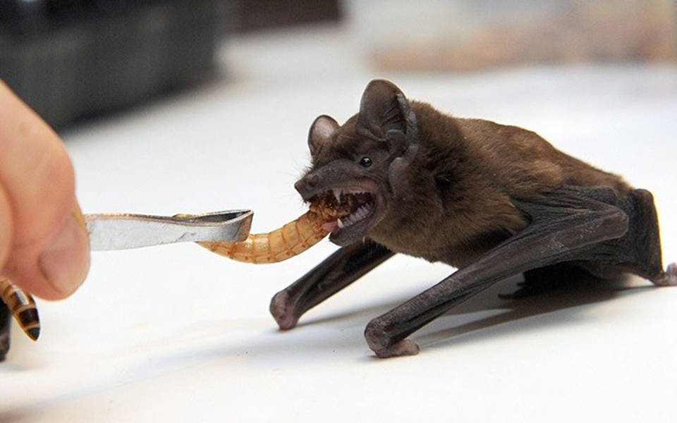 δύο-νέα-είδη-νυχτερίδων-ανακαλύφθηκα-2300867