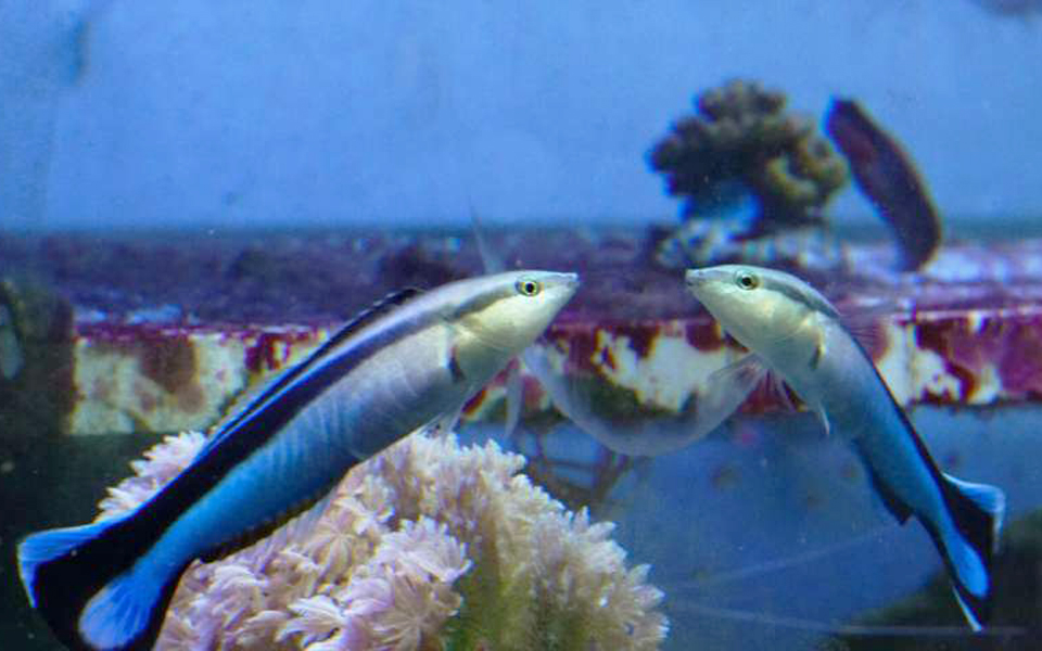 ψάρι-πέρασε-το-τεστ-του-καθρέφτη-ανα-2298841