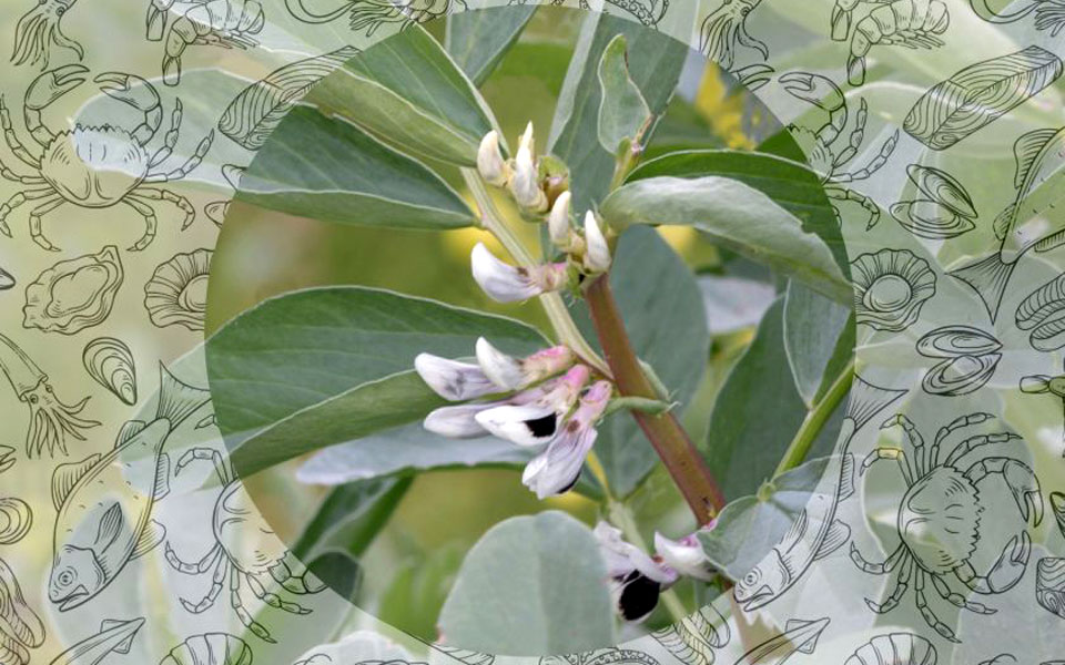 φάβα-μερικοί-τρόποι-2305466