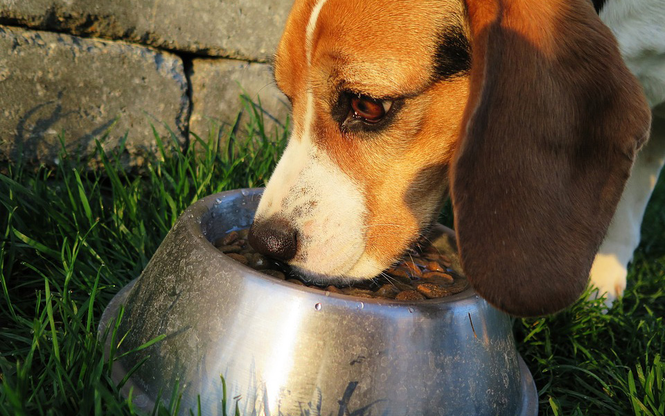 επικίνδυνα-βακτήρια-για-ζώα-και-ανθρώ-2303308