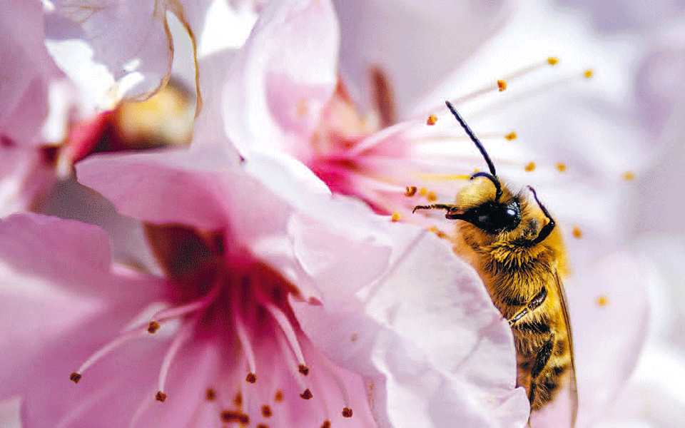 πόσο-ανησυχητική-είναι-η-εξαφάνιση-τω-2307799