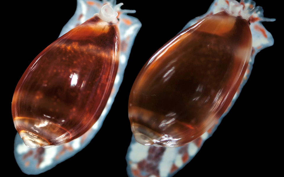 ανακαλύφθηκε-νέο-σαλιγκάρι-της-θάλασ-2304656