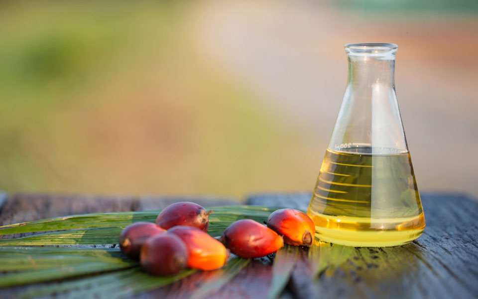 γιατί-τόση-συζήτηση-για-το-φοινικέλαι-2303961