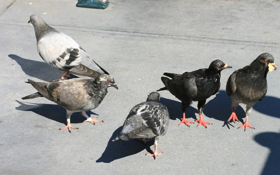 τα-περιστέρια-στην-κορυφή-της-λίστας-2307089