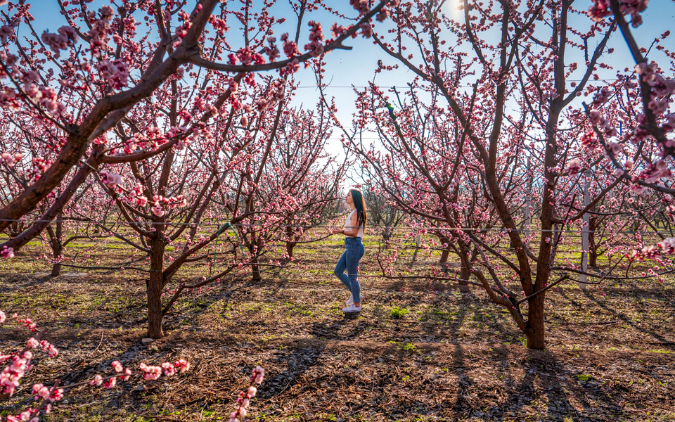όταν-ανθίζουν-οι-ροδακινιές-2304035