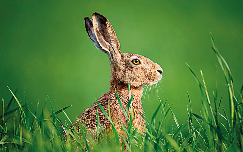 το-δικαίωμα-των-ζώων-στη-ζωή-2304413