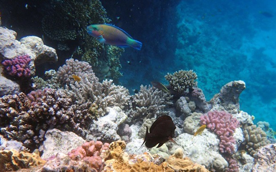 ο-πρώτος-κοραλλιογενής-ύφαλος-στη-μεσ-2304330