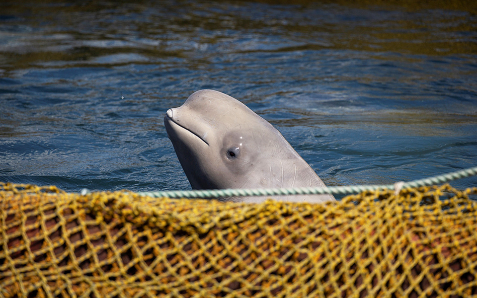 ρωσία-στην-ελευθερία-οι-100-φάλαινες-2309795