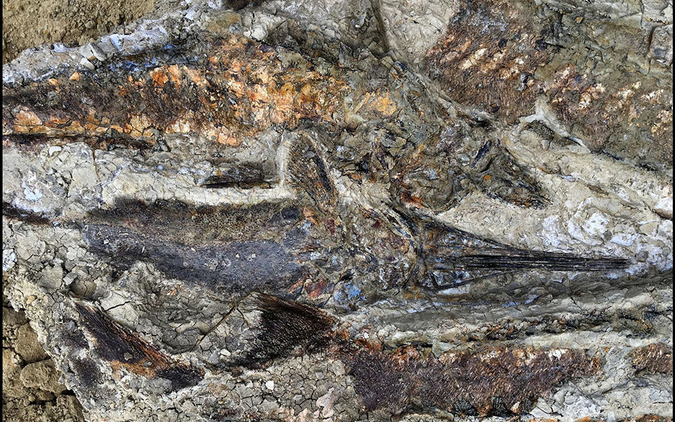 βρέθηκαν-τέλεια-διατηρημένα-απολιθώ-2307977