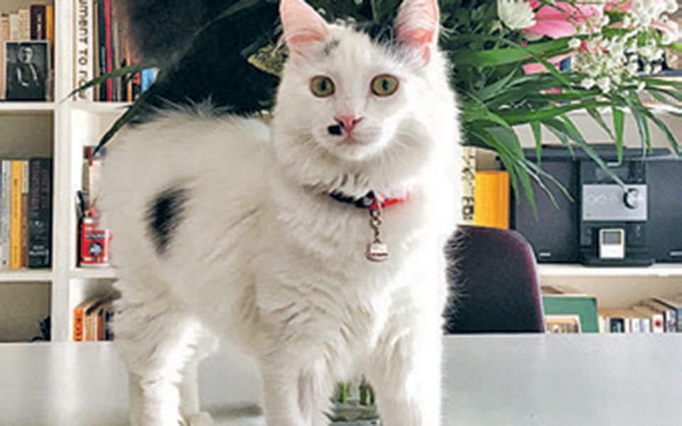 πασχαλινό-μπαζάρ-για-τα-αδέσποτα-2312384