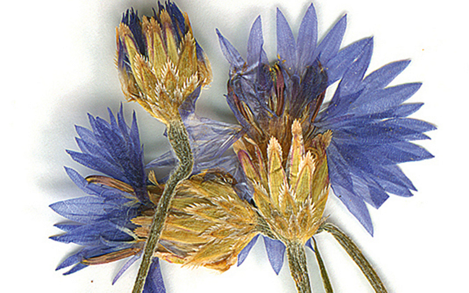 από-το-ολάνθιστο-περιβόλι-της-παναγία-2313100