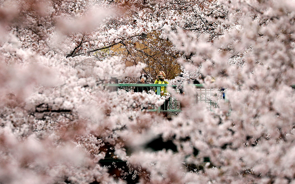 στην-ιαπωνία-άνθισαν-οι-κερασιές-2309611
