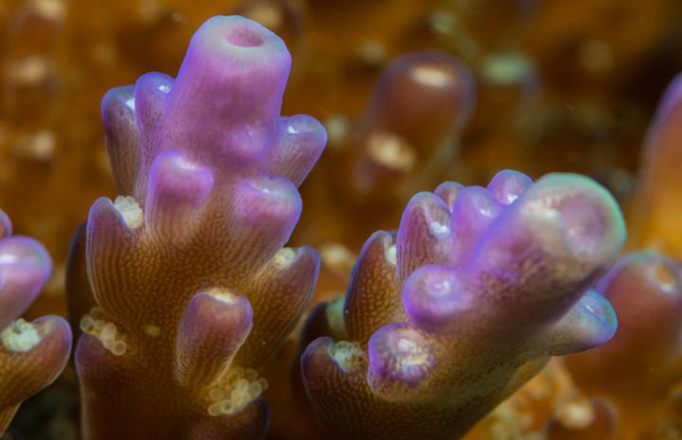 βρέθηκε-ο-πρώτος-στον-κόσμο-οργανισμό-2308929