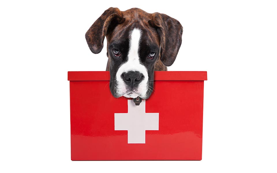 πρώτες-βοήθειες-για-ζώα-και-ανθρώπους-2309643