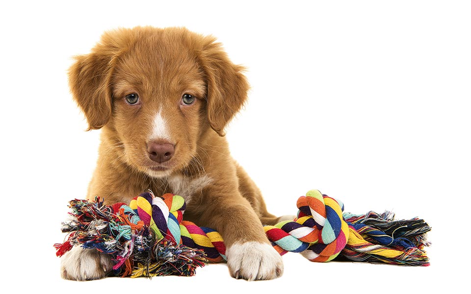 daycare-για-σκύλους-2312745