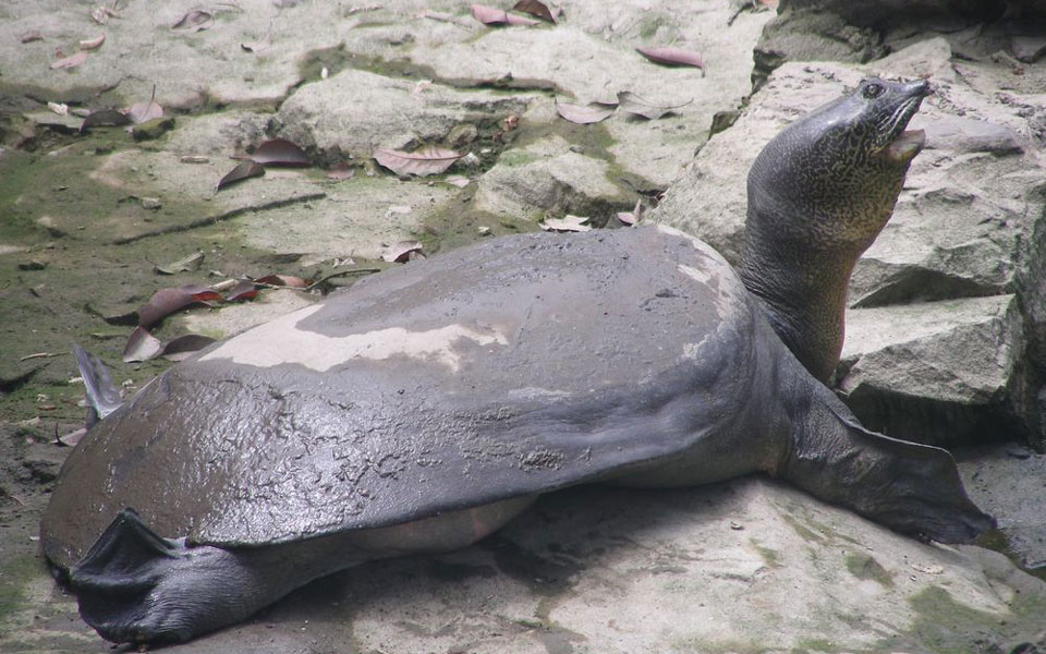 πέθανε-μια-από-τις-πιο-σπάνιες-χελώνες-2310884