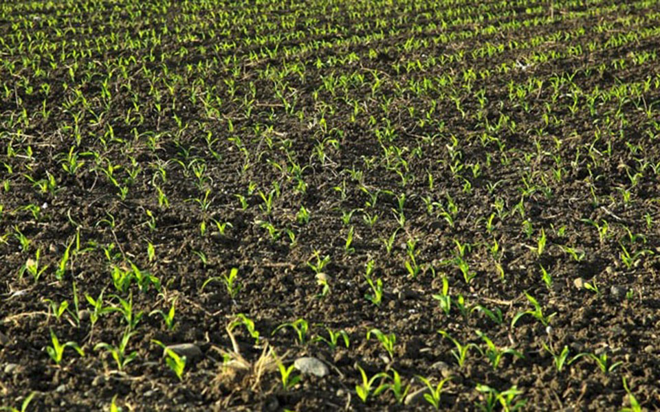 ελληνίδα-επιστήμονας-ανακάλυψε-πρωτ-2307986