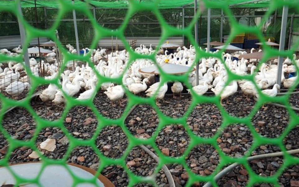 νέα-κρούσματα-της-γρίπης-των-πτηνών-στ-2308809